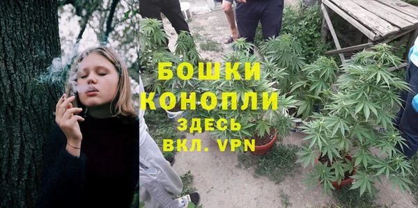 прущие грибы Алзамай